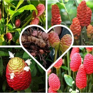 Shampoo Ginger Roots for Planting - Zingiber Zerumbet Red Ginger Lily Bulbs - 4 Fresh Rhizomes - Image 7