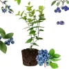 Sharpblue Blueberry Live Plant – 4-8 Inch Tall Starter Bush – Hardy Outdoor Fruit Bush - Image 1