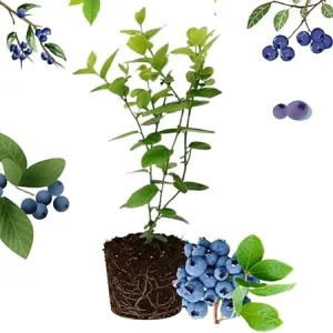 Sharpblue Blueberry Live Plant – 4-8 Inch Tall Starter Bush – Hardy Outdoor Fruit Bush - Image 3
