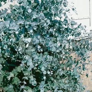 Silver Dollar Eucalyptus Live Plant - 2 Medium, 5-7 Inches Tall, Fragrant Foliage - Image 4