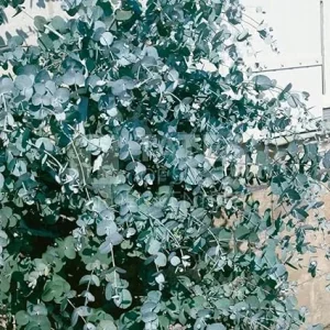 Silver Dollar Eucalyptus Live Plant - 2 Medium, 5-7 Inches Tall, Fragrant Foliage - Image 7