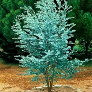 Silver Dollar Eucalyptus Live Plant - Fragrant Foliage, Potted Indoor/Outdoor - Image 4