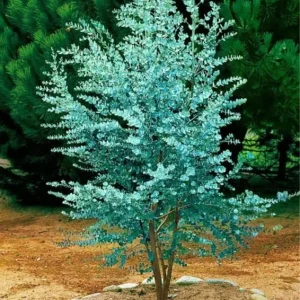 Silver Dollar Eucalyptus Live Plant - Fragrant Foliage, Potted Indoor/Outdoor - Image 7