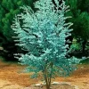 Silver Dollar Eucalyptus Live Plant - Fragrant Foliage, Potted Indoor/Outdoor - Image 1