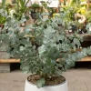 Silver Dollar Eucalyptus Live Plant Seedlings 2-4" Tall - Aromatic Foliage for Indoors/Outdoors - Image 1