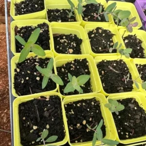 Silver Dollar Eucalyptus Live Plant Seedlings 2-4
