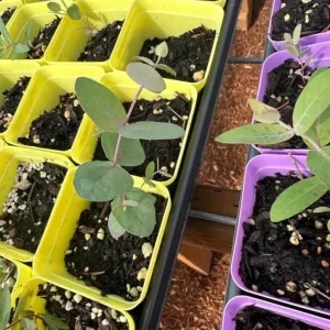 Silver Dollar Eucalyptus Live Plant Seedlings 2-4