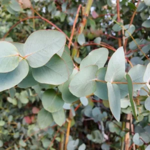 Silver Dollar Eucalyptus Live Plant Seedlings 2-4