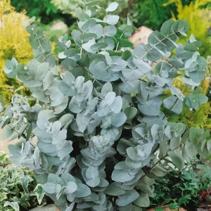 Silver Dollar Eucalyptus Live Plant Seedlings 2-4
