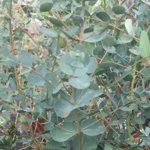 Silver Dollar Eucalyptus Live Plant Seedlings 2-4