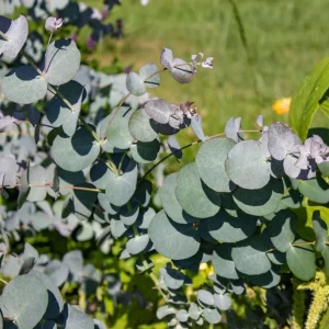 Silver Dollar Eucalyptus Live Plant Seedlings 2-4