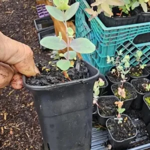 Silver Dollar Eucalyptus Live Plant Seedlings 2-4