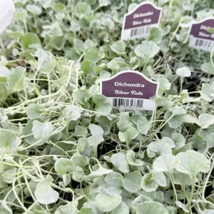 Silver Falls Dichondra Live Plant - Trailing Foliage for Hanging Baskets - 4 inch Pot - Image 2