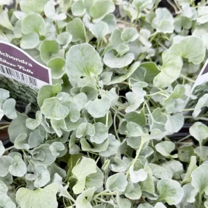 Silver Falls Dichondra Live Plant - Trailing Foliage for Hanging Baskets - 4 inch Pot - Image 3