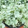 Silver Falls Dichondra Live Plant - Trailing Foliage for Hanging Baskets - 4 inch Pot - Image 1