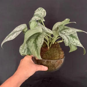 Silver Pothos Kokedama Live Plant - Scindapsus Pictus Moss Ball - 5 inch Diameter - Image 10
