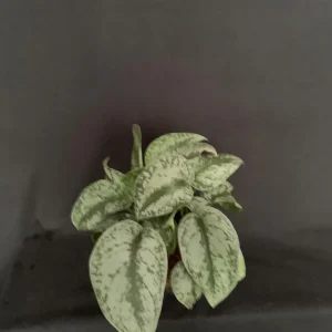 Silver Pothos Kokedama Live Plant - Scindapsus Pictus Moss Ball - 5 inch Diameter - Image 2