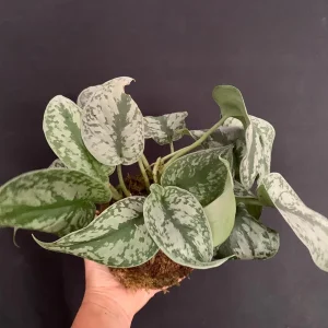 Silver Pothos Kokedama Live Plant - Scindapsus Pictus Moss Ball - 5 inch Diameter - Image 3