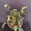 Silver Pothos Kokedama Live Plant - Scindapsus Pictus Moss Ball - 5 inch Diameter - Image 1