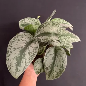 Silver Pothos Kokedama Live Plant - Scindapsus Pictus Moss Ball - 5 inch Diameter - Image 5