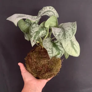 Silver Pothos Kokedama Live Plant - Scindapsus Pictus Moss Ball - 5 inch Diameter - Image 6