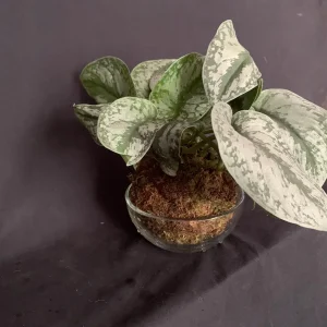 Silver Pothos Kokedama Live Plant - Scindapsus Pictus Moss Ball - 5 inch Diameter - Image 7