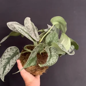 Silver Pothos Kokedama Live Plant - Scindapsus Pictus Moss Ball - 5 inch Diameter - Image 8