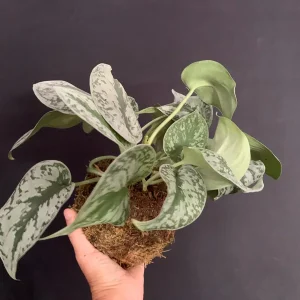 Silver Pothos Kokedama Live Plant - Scindapsus Pictus Moss Ball - 5 inch Diameter - Image 9