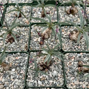 Silver Squill Live Plant – Ledebouria Socialis Caudex Plant in 3