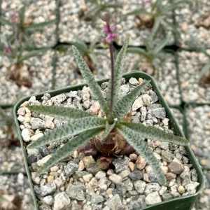 Silver Squill Live Plant – Ledebouria Socialis Caudex Plant in 3