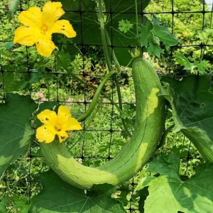 Smooth Luffa Seeds - 15 Count Sponge Gourd Seeds for Planting - Image 3