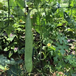 Smooth Luffa Seeds - 15 Count Sponge Gourd Seeds for Planting - Image 6