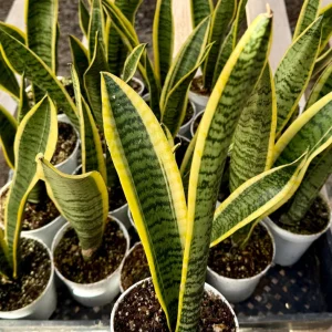 Snake Plant Laurentii Live House Plant – 4 inch Pot – Indoor - Image 3