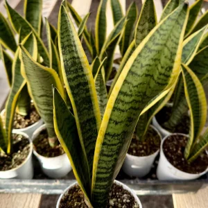 Snake Plant Laurentii Live House Plant – 4 inch Pot – Indoor - Image 4