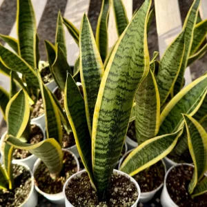 Snake Plant Laurentii Live House Plant – 4 inch Pot – Indoor - Image 1