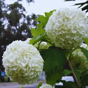 Snowball Bush Plant - Old Fashioned Viburnum Live Plant, 4 Inch Potted - Image 1