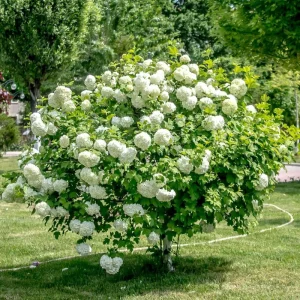 Snowball Viburnum Bare Root Plants – Set of 2, 1-2 Ft Tall, White Blooms, Outdoor - Image 2