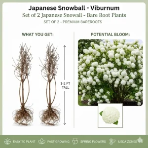 Snowball Viburnum Bare Root Plants – Set of 2, 1-2 Ft Tall, White Blooms, Outdoor - Image 4