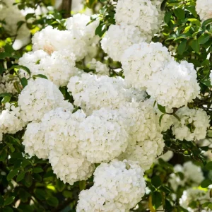Snowball Viburnum Bare Root Plants – Set of 2, 1-2 Ft Tall, White Blooms, Outdoor - Image 5