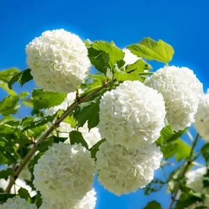 Snowball Viburnum Bare Root Plants - Set of 2, 1-2 Ft Tall, White Blooms, Outdoor Shrub - Image 7