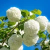 Snowball Viburnum Bare Root Plants - Set of 2, 1-2 Ft Tall, White Blooms, Outdoor Shrub - Image 1