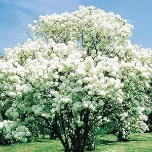 Snowball Viburnum Live Plant - Old Fashion Shrub, White Flowers, 4 Inch Pot - Image 4
