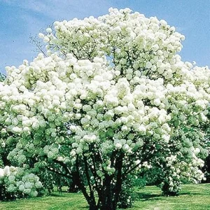 Snowball Viburnum Live Plant - Old Fashion Shrub, White Flowers, 4 Inch Pot - Image 6