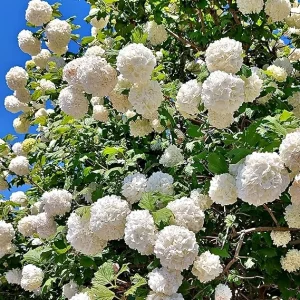 Snowball Viburnum Live Plants - 2 Pack, 6-10 Inches Tall, 4 Inch Pots, Outdoor Shrub - Image 4