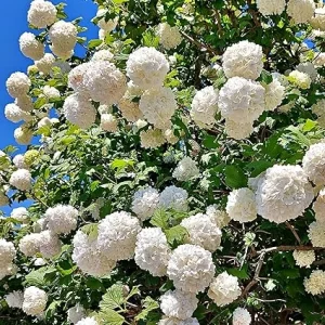 Snowball Viburnum Live Plants - 2 Pack, 6-10 Inches Tall, 4 Inch Pots, Outdoor Shrub - Image 5