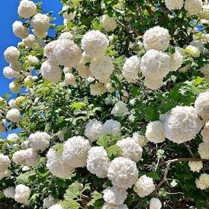 Snowball Viburnum Live Plants - 2 Pack, 6-10 Inches Tall, 4 Inch Pots, Outdoor Shrub - Image 7