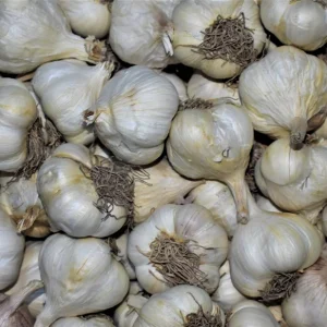 Softneck Garlic Seed Bulbs & Cloves - Non-GMO Heirloom for Fall Planting, 1 Pound - Image 2