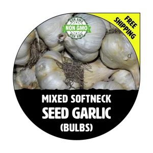 Softneck Garlic Seed Bulbs & Cloves - Non-GMO Heirloom for Fall Planting, 1 Pound - Image 1