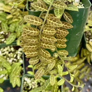 Solanum Evolvulifolium Live Plant - Rare Tropical Vine, 4 inch Pot - Image 2