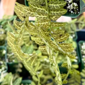 Solanum Evolvulifolium Live Plant - Rare Tropical Vine, 4 inch Pot - Image 3